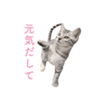 ベンガル猫のルルとロロ（個別スタンプ：12）