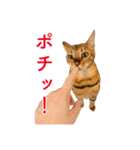 ベンガル猫のルルとロロ（個別スタンプ：13）