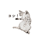 ベンガル猫のルルとロロ（個別スタンプ：17）