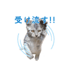 ベンガル猫のルルとロロ（個別スタンプ：18）
