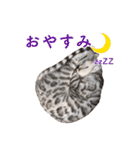 ベンガル猫のルルとロロ（個別スタンプ：21）