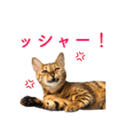 ベンガル猫のルルとロロ（個別スタンプ：22）