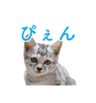 ベンガル猫のルルとロロ（個別スタンプ：23）
