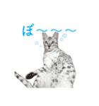 ベンガル猫のルルとロロ（個別スタンプ：24）
