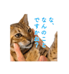 ベンガル猫のルルとロロ（個別スタンプ：32）