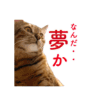 ベンガル猫のルルとロロ（個別スタンプ：33）