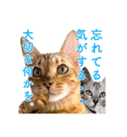 ベンガル猫のルルとロロ（個別スタンプ：35）