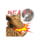 ベンガル猫のルルとロロ（個別スタンプ：37）