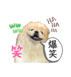 コタロウとその仲間たち。（個別スタンプ：1）