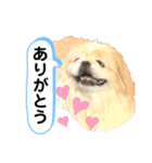 コタロウとその仲間たち。（個別スタンプ：3）