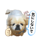 コタロウとその仲間たち。（個別スタンプ：4）
