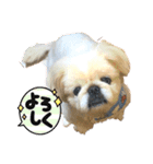 コタロウとその仲間たち。（個別スタンプ：5）