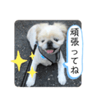 コタロウとその仲間たち。（個別スタンプ：7）