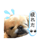 コタロウとその仲間たち。（個別スタンプ：9）