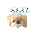 コタロウとその仲間たち。（個別スタンプ：10）