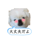 コタロウとその仲間たち。（個別スタンプ：11）