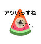コタロウとその仲間たち。（個別スタンプ：16）