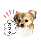 コタロウとその仲間たち。（個別スタンプ：19）