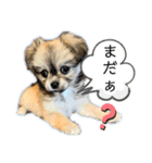 コタロウとその仲間たち。（個別スタンプ：21）