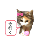 コタロウとその仲間たち。（個別スタンプ：22）
