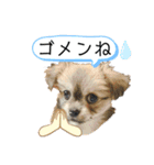 コタロウとその仲間たち。（個別スタンプ：23）
