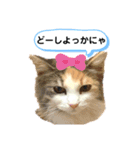コタロウとその仲間たち。（個別スタンプ：24）