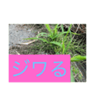 畑カツ活、ハタカツ5（個別スタンプ：7）