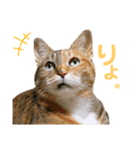 たびしスタンプ③（個別スタンプ：2）