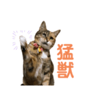 たびしスタンプ③（個別スタンプ：3）