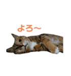たびしスタンプ③（個別スタンプ：4）