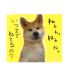秋田犬まろくん（個別スタンプ：1）
