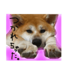 秋田犬まろくん（個別スタンプ：3）