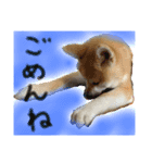 秋田犬まろくん（個別スタンプ：4）