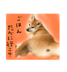 秋田犬まろくん（個別スタンプ：5）