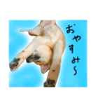 秋田犬まろくん（個別スタンプ：6）