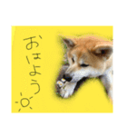 秋田犬まろくん（個別スタンプ：7）