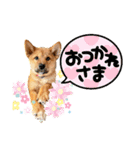 ぶちカンハルコ（個別スタンプ：1）