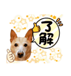 ぶちカンハルコ（個別スタンプ：8）