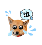ぶちカンハルコ（個別スタンプ：13）