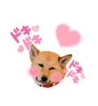 ぶちカンハルコ（個別スタンプ：16）