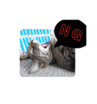 横山家のお猫様2"日常用"（個別スタンプ：2）