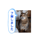 横山家のお猫様2"日常用"（個別スタンプ：3）