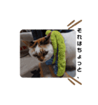 横山家のお猫様2"日常用"（個別スタンプ：4）