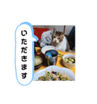 横山家のお猫様2"日常用"（個別スタンプ：7）