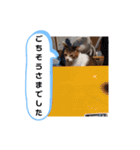横山家のお猫様2"日常用"（個別スタンプ：8）