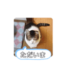 横山家のお猫様2"日常用"（個別スタンプ：11）