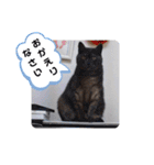 横山家のお猫様2"日常用"（個別スタンプ：12）