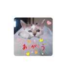 横山家のお猫様2"日常用"（個別スタンプ：13）
