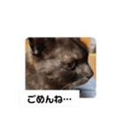 横山家のお猫様2"日常用"（個別スタンプ：16）