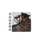 横山家のお猫様2"日常用"（個別スタンプ：17）
